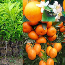 Load image into Gallery viewer, Puspita Nursery Vibrant Chatuki Orange Fruit Plant: A Burst of Citrus Power for Your Garden
