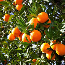 Load image into Gallery viewer, Puspita Nursery Vibrant Chatuki Orange Fruit Plant: A Burst of Citrus Power for Your Garden
