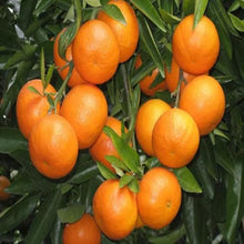 Load image into Gallery viewer, Puspita Nursery Vibrant Chatuki Orange Fruit Plant: A Burst of Citrus Power for Your Garden
