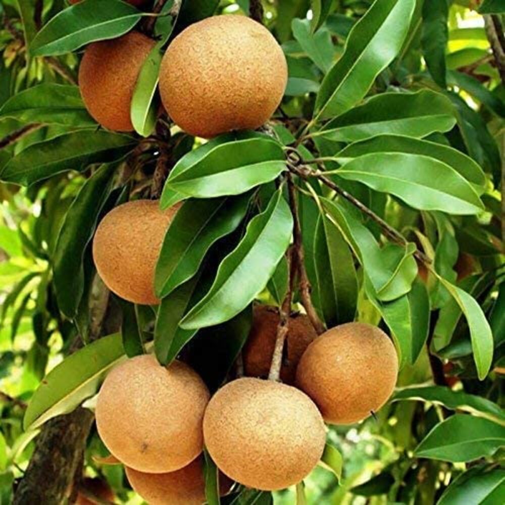 Puspita Nursery Healthy Cricket Ball Sapota Plant from Puspita Nursery – High Yield and Sweet Flavour