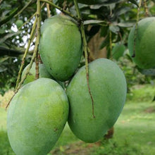 Load image into Gallery viewer, Puspita Nursery Gobinda Bhog Mango Plant – Premium Sweet &amp; Aromatic Mango Variety
