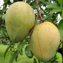 Load image into Gallery viewer, Puspita Nursery Gobinda Bhog Mango Plant – Premium Sweet &amp; Aromatic Mango Variety
