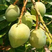 Load image into Gallery viewer, Puspita Nursery Gobinda Bhog Mango Plant – Premium Sweet &amp; Aromatic Mango Variety
