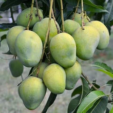 Load image into Gallery viewer, Puspita Nursery Gobinda Bhog Mango Plant – Premium Sweet &amp; Aromatic Mango Variety
