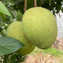 Load image into Gallery viewer, Puspita Nursery Sadabahar Mango Plant – Year-Round Fruiting Variety, Healthy &amp; Ready to Grow
