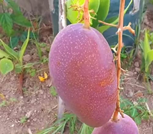 Puspita Nursery Yuwen 6 Mango Plant - High-Yielding Grafted Mango Tree for Home Gardening