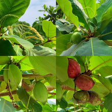 Load image into Gallery viewer, Puspita Nursery Premium Almond Nut Plant – High-Yield &amp; Healthy Growth
