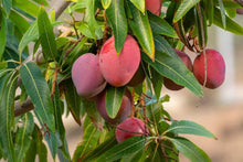 Load image into Gallery viewer, Puspita Nursery Red Apple Mango Plant -High-Quality Grafted Mango Tree for Home Gardens
