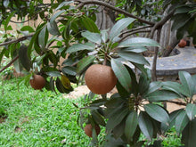 Load image into Gallery viewer, Puspita Nursery Healthy Cricket Ball Sapota Plant from Puspita Nursery – High Yield and Sweet Flavour
