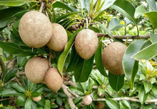 Load image into Gallery viewer, Puspita Nursery Healthy Cricket Ball Sapota Plant from Puspita Nursery – High Yield and Sweet Flavour
