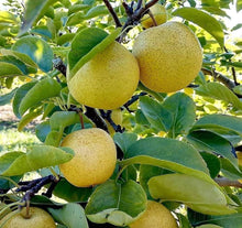 Load image into Gallery viewer, Buy Naspati Plant Online -Puspita Nursery Pear Tree for Home Gardening | Fast Delivery
