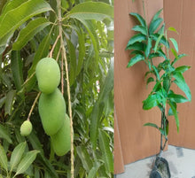 Load image into Gallery viewer, Puspita Nursery Sadabahar Mango Plant – Year-Round Fruiting Variety, Healthy &amp; Ready to Grow
