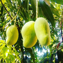 Load image into Gallery viewer, Puspita Nursery Sadabahar Mango Plant – Year-Round Fruiting Variety, Healthy &amp; Ready to Grow
