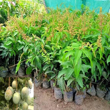 Load image into Gallery viewer, Puspita Nursery Sadabahar Mango Plant – Year-Round Fruiting Variety, Healthy &amp; Ready to Grow
