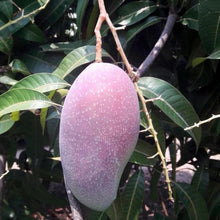 Load image into Gallery viewer, Puspita Nursery Yuwen 6 Mango Plant - High-Yielding Grafted Mango Tree for Home Gardening
