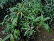 Load image into Gallery viewer, Puspita Nursery Yuwen 6 Mango Plant - High-Yielding Grafted Mango Tree for Home Gardening
