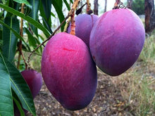 Load image into Gallery viewer, Puspita Nursery Yuwen 6 Mango Plant - High-Yielding Grafted Mango Tree for Home Gardening
