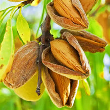 Load image into Gallery viewer, Puspita Nursery Premium Almond Nut Plant – High-Yield &amp; Healthy Growth
