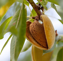 Load image into Gallery viewer, Puspita Nursery Premium Almond Nut Plant – High-Yield &amp; Healthy Growth
