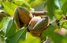 Load image into Gallery viewer, Puspita Nursery Premium Almond Nut Plant – High-Yield &amp; Healthy Growth
