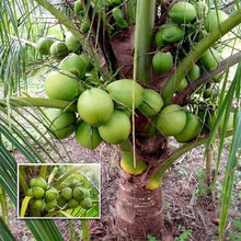 Load image into Gallery viewer, &quot;Puspita Nursery’s Premium Kerala Coconut Plant – High-Yield, Fast-Growing, and Perfect for Tropical Gardens!&quot;
