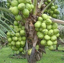 Load image into Gallery viewer, &quot;Puspita Nursery’s Premium Kerala Coconut Plant – High-Yield, Fast-Growing, and Perfect for Tropical Gardens!&quot;
