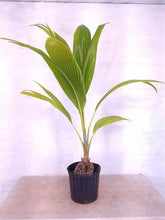 Load image into Gallery viewer, &quot;Puspita Nursery’s Premium Kerala Coconut Plant – High-Yield, Fast-Growing, and Perfect for Tropical Gardens!&quot;
