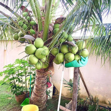 Load image into Gallery viewer, Puspita Nursery Premium Ganga Bardhan Coconut Plant – Fresh, Healthy, and Thriving
