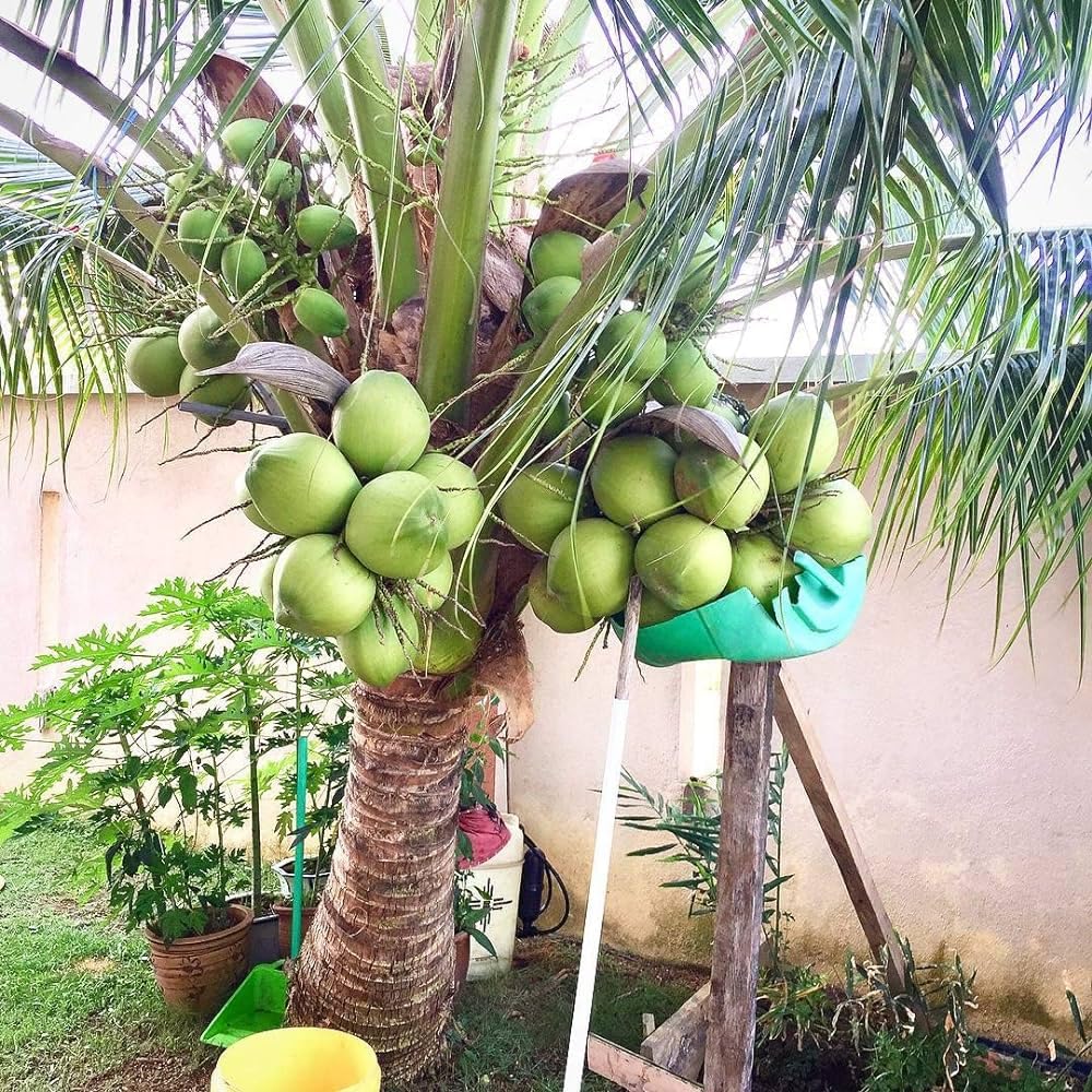 Puspita Nursery Premium Ganga Bardhan Coconut Plant – Fresh, Healthy, and Thriving