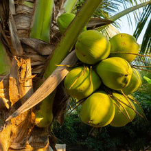 Load image into Gallery viewer, Puspita Nursery Premium Ganga Bardhan Coconut Plant – Fresh, Healthy, and Thriving
