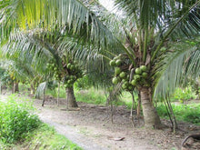 Load image into Gallery viewer, Puspita Nursery Premium Ganga Bardhan Coconut Plant – Fresh, Healthy, and Thriving
