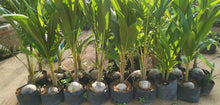 Load image into Gallery viewer, Puspita Nursery Premium Ganga Bardhan Coconut Plant – Fresh, Healthy, and Thriving
