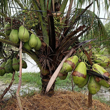 Load image into Gallery viewer, Puspita Nursery Premium Ganga Bardhan Coconut Plant – Fresh, Healthy, and Thriving
