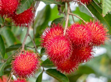 Load image into Gallery viewer, Puspita Nursery Vibrant Ram Bhutan Red Plant – Beautiful and Hardy Ornamental
