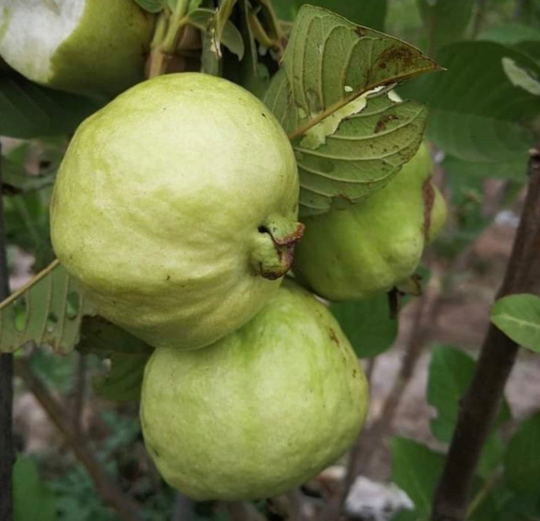 Puspita Nursery’s Premium High-Yield Golden 8 Guava Plant Sweet, Disease-Resistant, and Easy to Grow