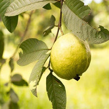 Load image into Gallery viewer, Puspita Nursery’s Premium High-Yield Golden 8 Guava Plant Sweet, Disease-Resistant, and Easy to Grow
