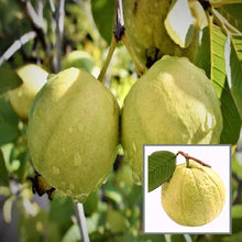 Load image into Gallery viewer, Puspita Nursery’s Premium High-Yield Golden 8 Guava Plant Sweet, Disease-Resistant, and Easy to Grow
