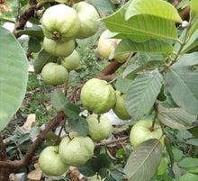 Load image into Gallery viewer, Puspita Nursery’s Premium High-Yield Golden 8 Guava Plant Sweet, Disease-Resistant, and Easy to Grow
