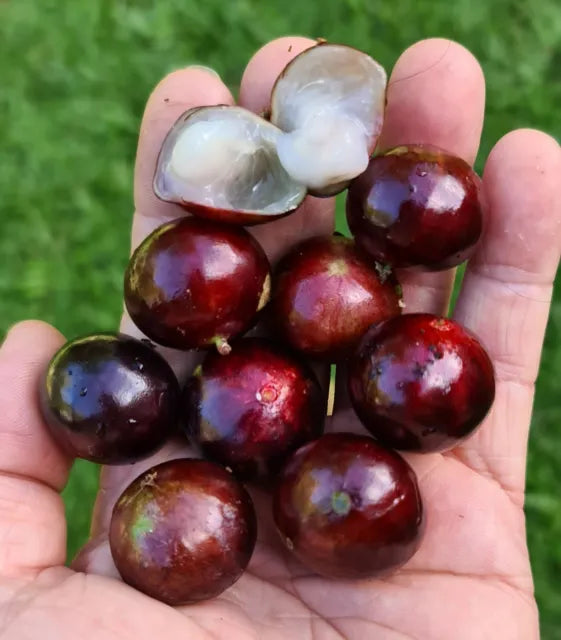 Puspita Nursery Original Brazilian grape Jaboticaba Plant Rare & Unique Red Color Grafted Fruit Plant