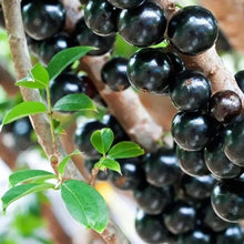 Load image into Gallery viewer, Puspita Nursery Original Brazilian grape Jaboticaba Escarlate Plant Rare &amp; Unique Grafted Fruit Plant
