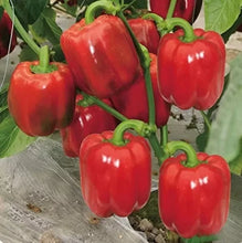 Load image into Gallery viewer, Puspita Nursery Red Capsicum Seeds – 10 gm | High-Yield Hybrid Bell Pepper | Bright Red Sweet Capsicum for Home &amp; Terrace Garden | Fast Germination &amp; Disease Resistant
