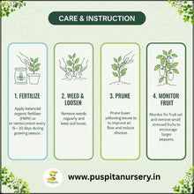 Load image into Gallery viewer, Puspita Nursery Red Capsicum Seeds – 10 gm | High-Yield Hybrid Bell Pepper | Bright Red Sweet Capsicum for Home &amp; Terrace Garden | Fast Germination &amp; Disease Resistant
