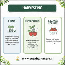 Load image into Gallery viewer, Puspita Nursery Red Capsicum Seeds – 10 gm | High-Yield Hybrid Bell Pepper | Bright Red Sweet Capsicum for Home &amp; Terrace Garden | Fast Germination &amp; Disease Resistant
