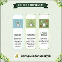 Load image into Gallery viewer, Puspita Nursery Red Capsicum Seeds – 10 gm | High-Yield Hybrid Bell Pepper | Bright Red Sweet Capsicum for Home &amp; Terrace Garden | Fast Germination &amp; Disease Resistant
