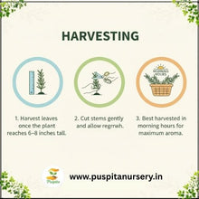 Load image into Gallery viewer, Puspita Nursery Rosemary Seeds – Premium Aromatic Herb Seeds | Fast Germination &amp; High Yield | Ideal for Home Garden, Kitchen Pots &amp; Terrace Farming | Easy to Grow Medicinal &amp; Culinary Herb
