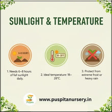 Load image into Gallery viewer, Puspita Nursery Rosemary Seeds – Premium Aromatic Herb Seeds | Fast Germination &amp; High Yield | Ideal for Home Garden, Kitchen Pots &amp; Terrace Farming | Easy to Grow Medicinal &amp; Culinary Herb
