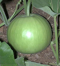 Load image into Gallery viewer, Puspita Nursery Round Priya Lou Seeds (10gm Pack) – High Yield Hybrid Round Bottle Gourd Variety | Fast Germination | Tender &amp; Tasty Fruits | Ideal for Home Garden and Farm Cultivation
