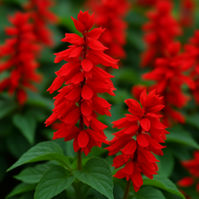 Load image into Gallery viewer, Salvia Red Flower Seeds – Vibrant Annual Blooms, Easy to Grow, Perfect for Garden Borders, Pots &amp; Pollinator Attraction
