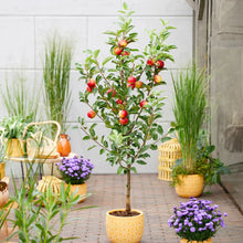 Load image into Gallery viewer, Puspita Nursery Thai Apple Plant Red Color Very Sweet &amp; Juicy
