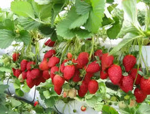 Load image into Gallery viewer, Puspita Nursery Strawberry Seeds – 2 gm | High-Yield Sweet Red Strawberry Variety | Suitable for Home Garden &amp; Terrace Pots | Fast Germination &amp; Easy to Grow | Organic Fruit Seeds for All Seasons
